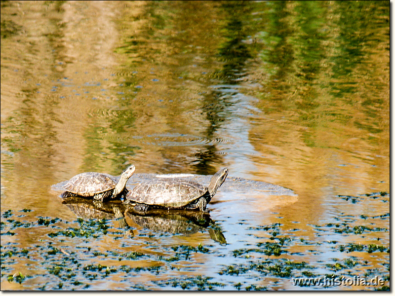 Letoon in Lykien - Wasserschildkröten