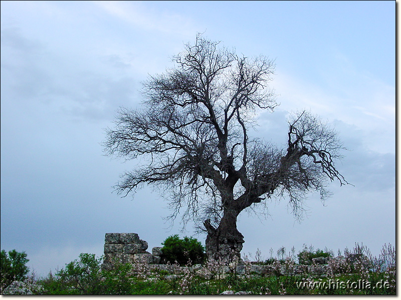 Sillyon im Pamphylien - alter Baum in einer Ruine